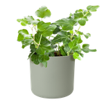 b.for soft rond 18cm steengroen